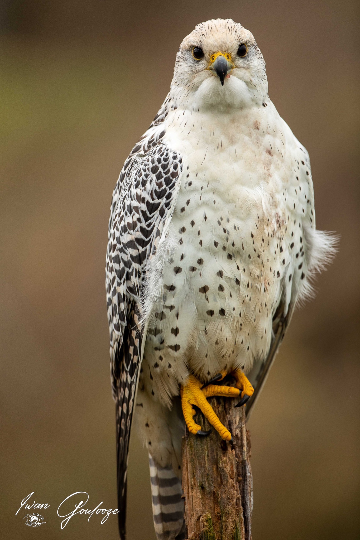  5D40511 28 november 2021 1227 06